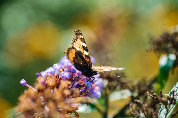 Butterfly Blue Buddleja Davidii — Stock Photo, Image