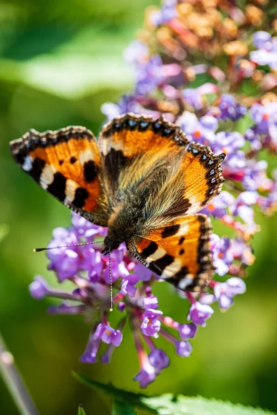 Butterfly Blue Buddleja Davidii — Stock Photo, Image