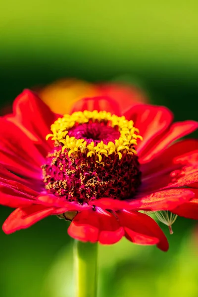 Zinnia Rouge Dans Jardin — Photo