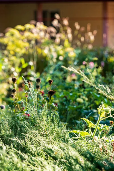Biologische Tuin Met Vaste Planten Bloemen — Stockfoto