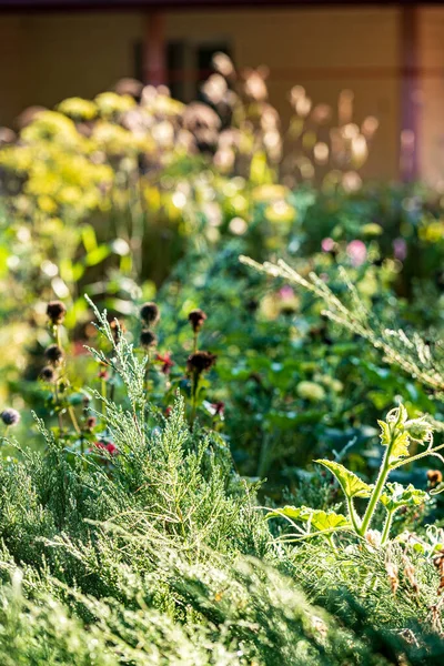 Jardin Bio Avec Des Fixes Des Fleurs — Photo