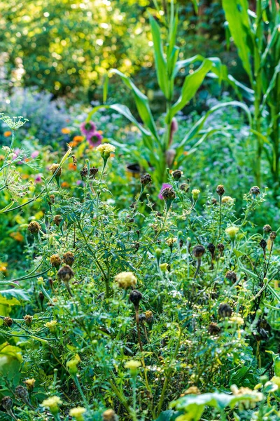 Organic Garden Fixes Flowers — Stock Photo, Image