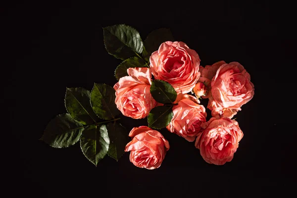 Троянди Чорному Тлі — стокове фото