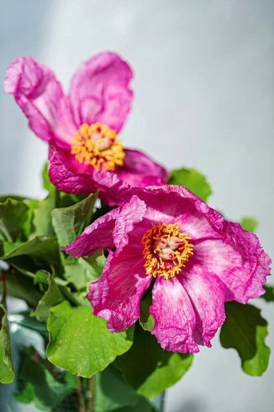 Paeonia Daurica Com Folhas Verdes — Fotografia de Stock