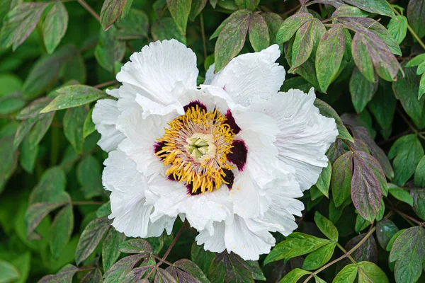 Belle Pivoine Dans Jardin — Photo