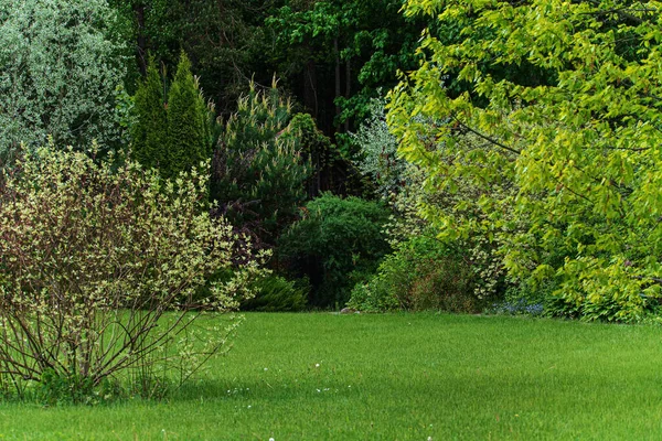 Pěkná Jarní Zahrada Různými Rostlinami — Stock fotografie