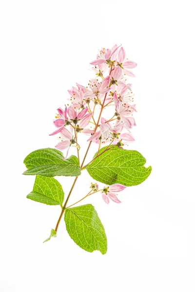 Deutzia Flowers White Background — Stock Photo, Image