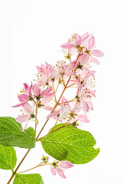 Flores Deutzia Sobre Fondo Blanco — Foto de Stock