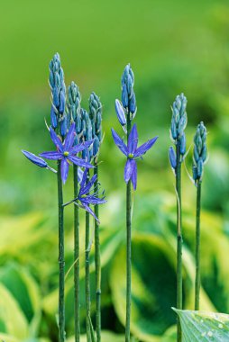 Mevsim bitkileriyle bahar bahçesi