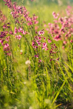 Pembe çiçekli yaz çayırı