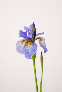 Beyaz arka planda güzel bir çiçek.