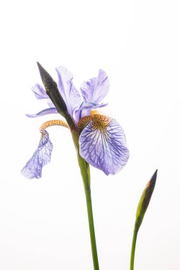 Beyaz arka planda güzel bir çiçek.