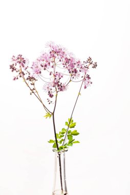 Beyaz arka planda güzel bir çiçek.