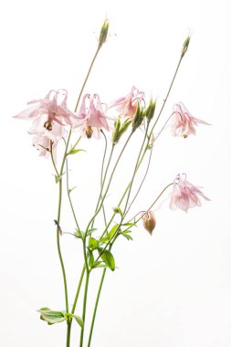 Beyaz arka planda güzel bir çiçek.