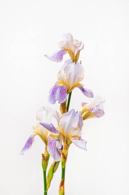 Beyaz arka planda güzel bir çiçek.