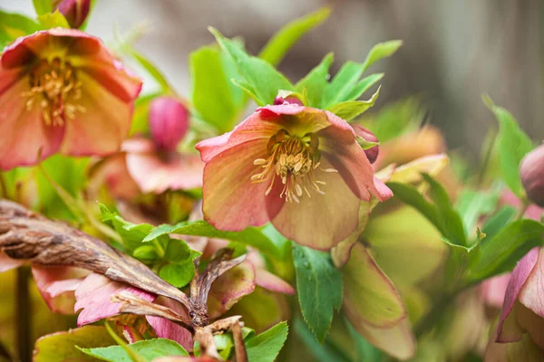 Blütenpracht Garten — Stockfoto