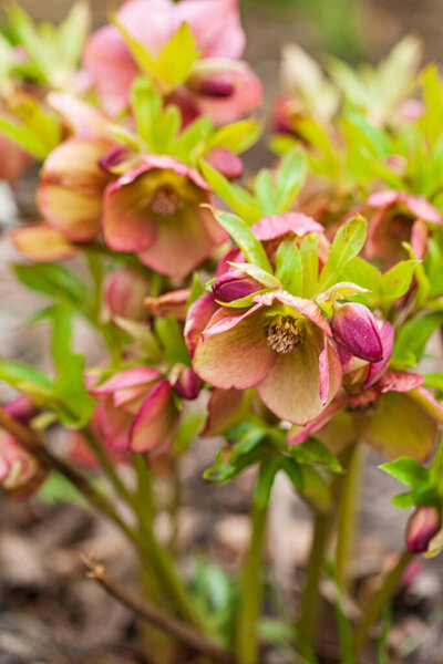hellebore flowers in the garden