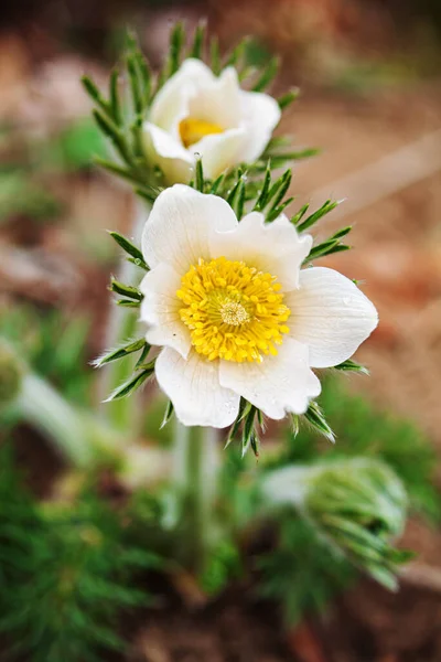 Pulsatilla Bloem Tuin — Stockfoto