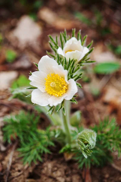 Pulsatilla Fleur Dans Jardin — Photo