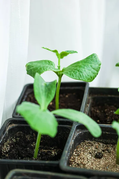 鍋に若いカボチャの植物 — ストック写真