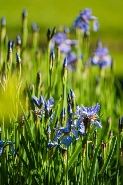 Iris Bleus Dans Jardin — Photo