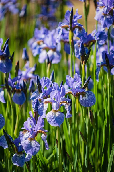 Blue Irises Garden — Stock Photo, Image