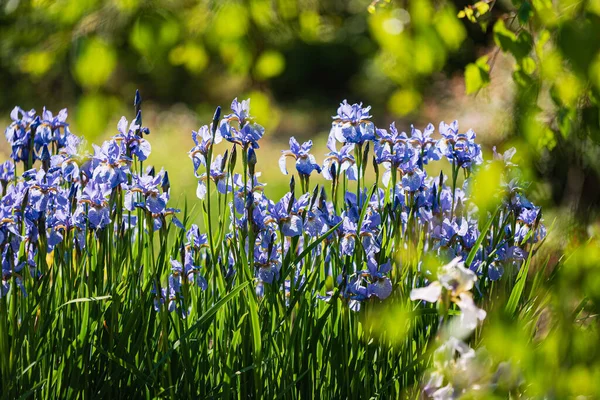 Iridi Blu Nel Giardino — Foto Stock