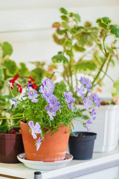 Bonitas Plantas Las Macetas — Foto de Stock