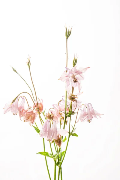 Ωραίο Λουλούδι Στο Λευκό Φόντο — Φωτογραφία Αρχείου