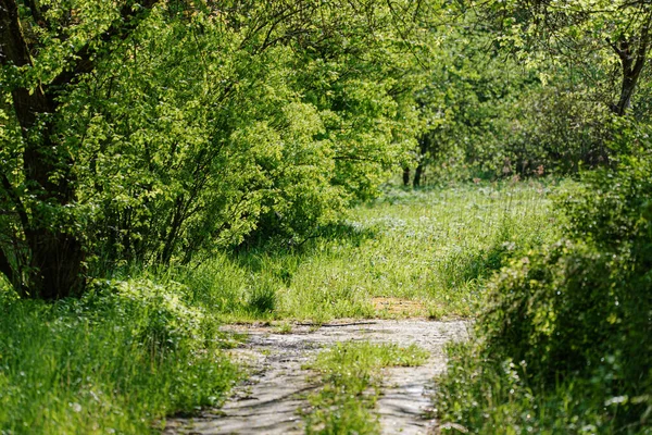 Des Plantes Printanières Dans Parc — Photo