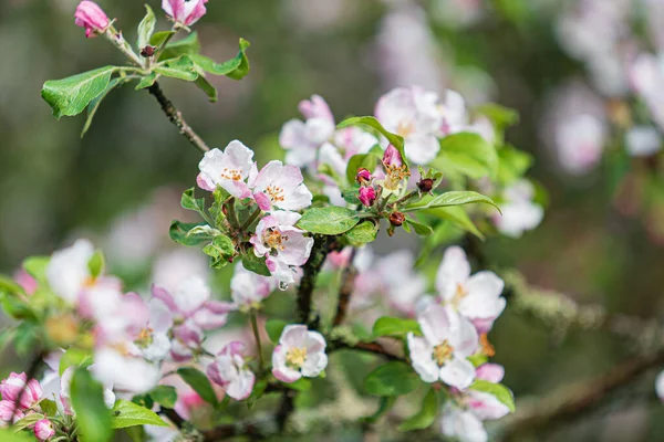 Flor Manzana Jardín —  Fotos de Stock