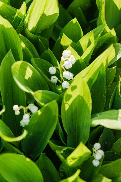 Lily Valley Garden — Stock Photo, Image