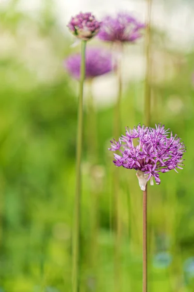 Fioletowy Allium Ogrodzie — Zdjęcie stockowe