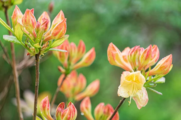 庭のマグノリアの花 — ストック写真