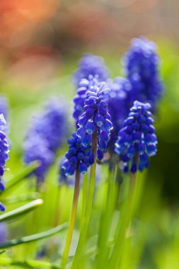 Bahçede bahar çiçekleri