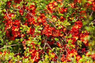 Bahçede Chaenomeles çiçekleri