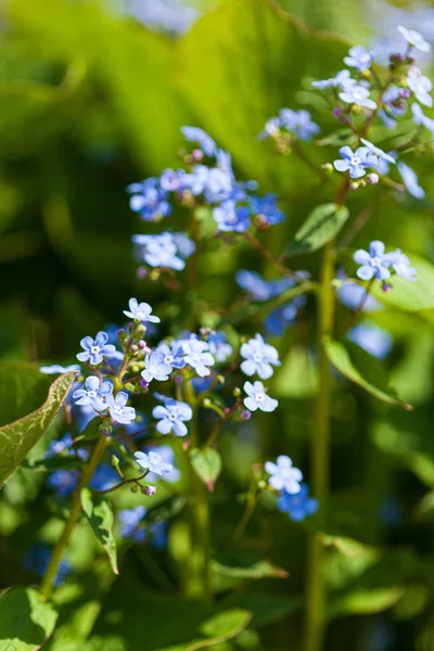 庭の春の花 — ストック写真