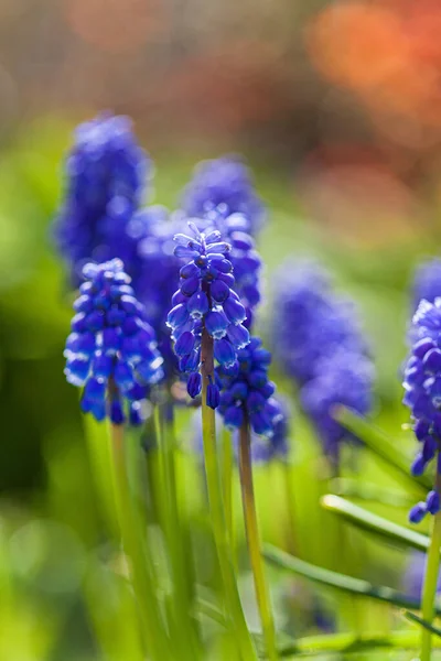 庭の春の花 — ストック写真