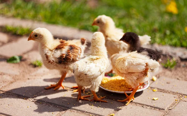 Jeunes Poulets Dans Jardin — Photo