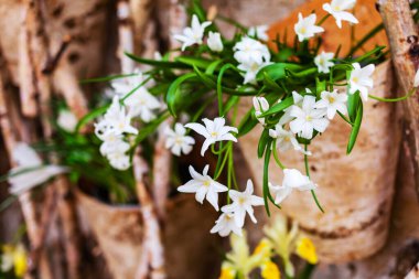 Saksıda güzel bahar çiçekleri