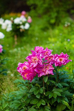 Bahçedeki güzel şakayık.