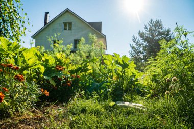 taze sebzeli organik bahçe 