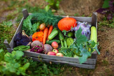Kutuda taze organik sebzeler