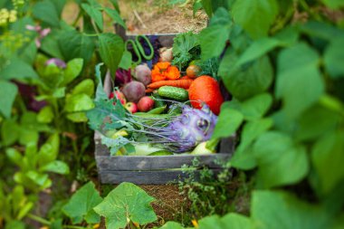 Kutuda taze organik sebzeler