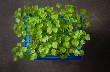 mikroyeşiller kutuda çekiliyor.