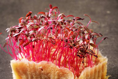 mikroyeşiller kutuda çekiliyor.