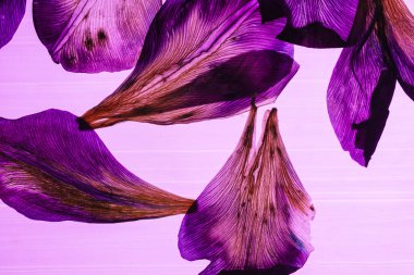 Pembe arka planda iris yaprakları