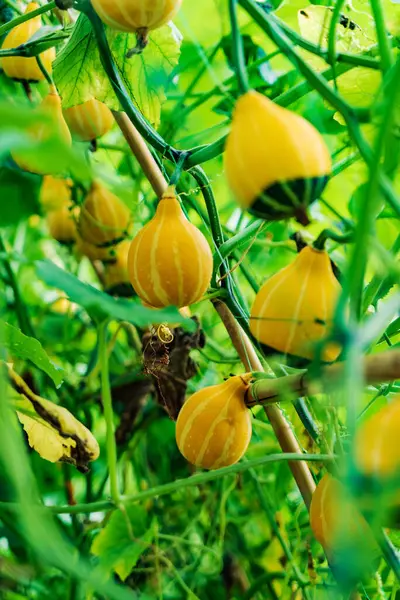 Bahçede küçük dekoratif balkabakları