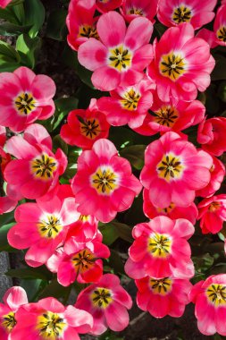 Bahar tarlasında laleler