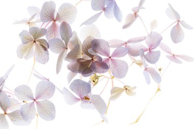 Beyaz arkaplanda pembe ortanca